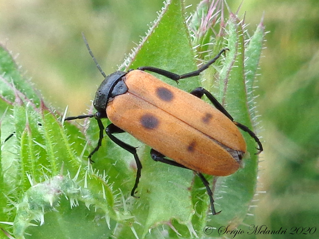 Meloidae  -Euzonitis quadrimaculata-